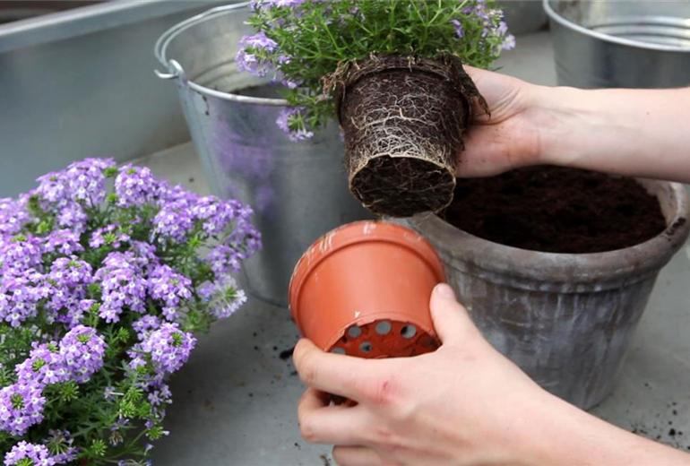 Eisenkraut - Einpflanzen in ein Gefäß (2) Eisenkraut - Einpflanzen in ein Gefäß (2)