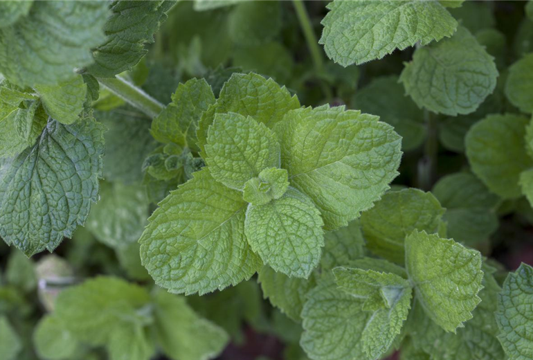 Mentha suaveolens 'Apple Mint'