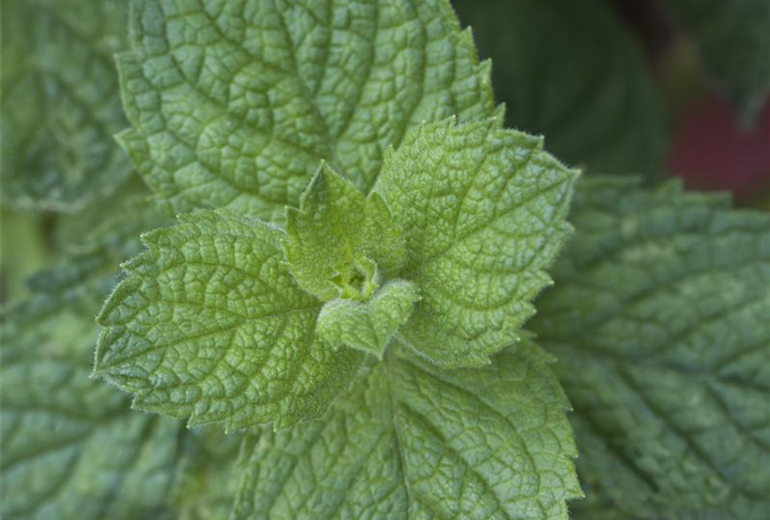 Mentha suaveolens 'Apple Mint'