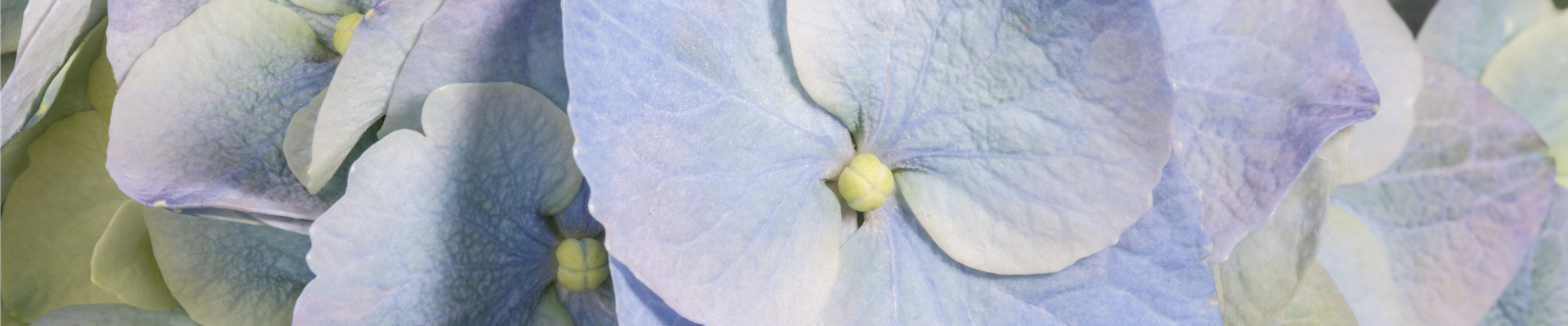 Hydrangea macrophylla, blau Hydrangea macrophylla, blau