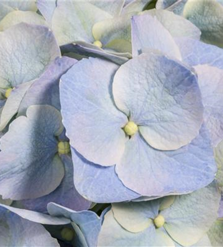 Die Blaublü(h)ter unter den Hortensien Die Blaublü(h)ter unter den Hortensien