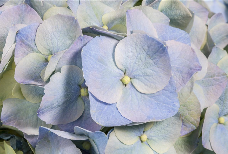 Hydrangea macrophylla, blau Hydrangea macrophylla, blau