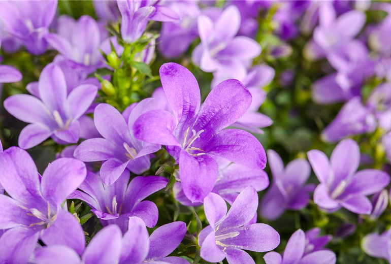 Campanula poscharskyana
