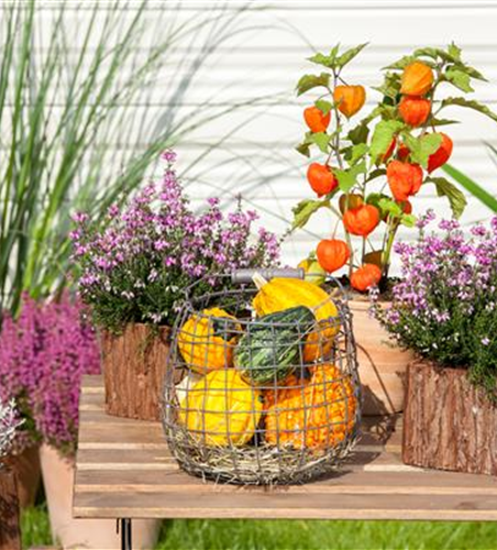 Mit der Lampionblume den Garten festlich schmücken Mit der Lampionblume den Garten festlich schmücken