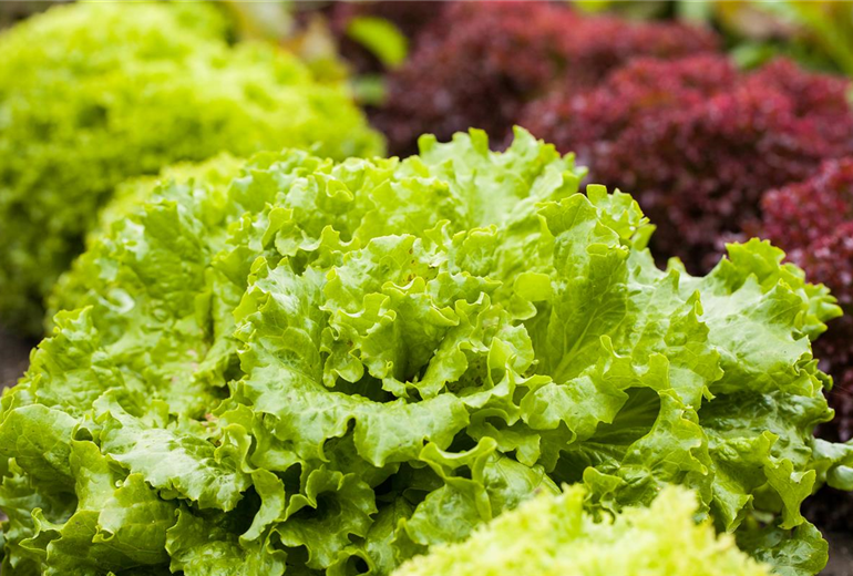 Lactuca sativa var. crispa 'Lollo bionda'