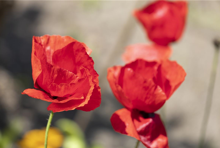 Papaver rhoeas Papaver rhoeas