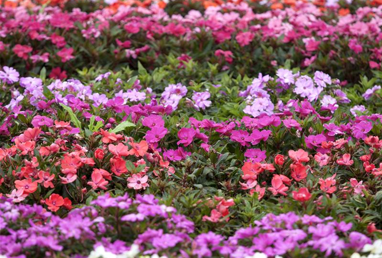Impatiens