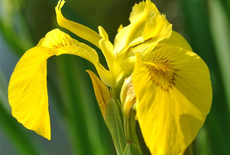 Iris pseudacorus Iris pseudacorus