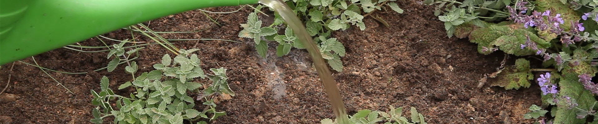 Katzenminze - Einpflanzen im Garten (thumbnail) Katzenminze - Einpflanzen im Garten (thumbnail)