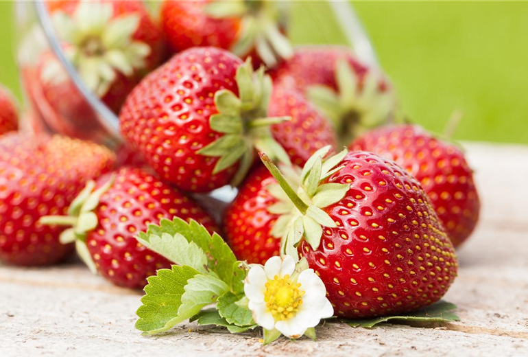 Fragaria x ananassa Fragaria x ananassa