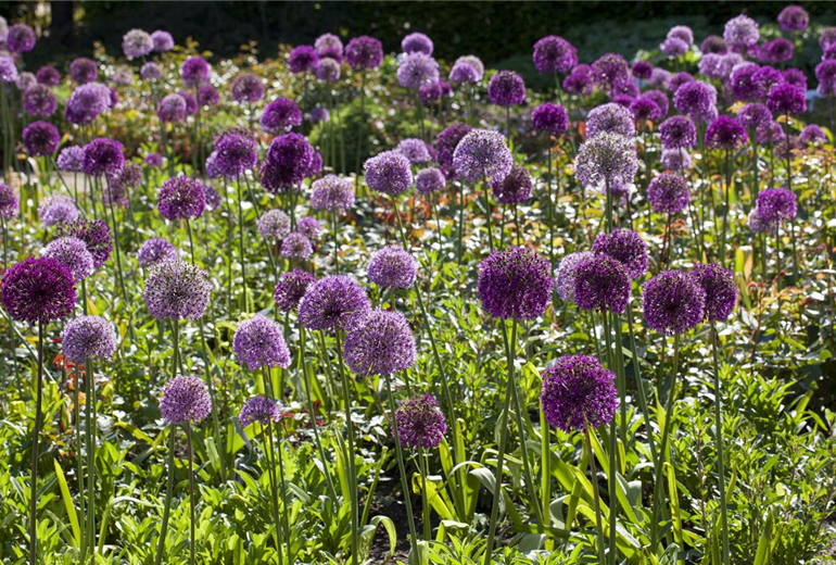 Allium aflatunense Allium aflatunense