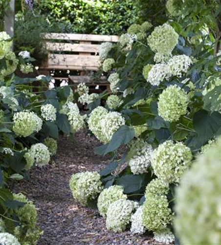 Pflanzpartner für Hortensien – Ideen für den Garten