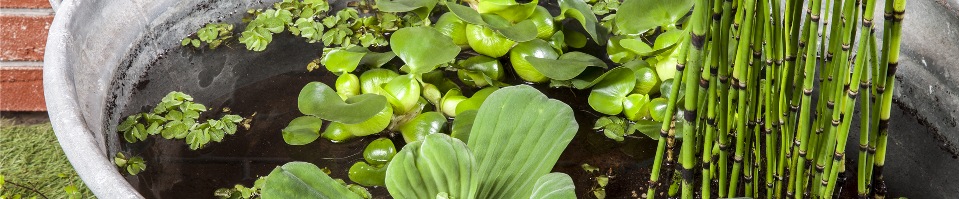 Pistia stratiotes Pistia stratiotes