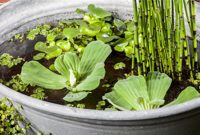 Pistia stratiotes Pistia stratiotes