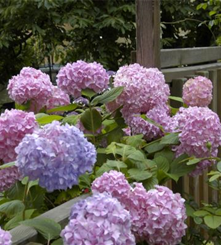 Die Hortensie im Garten – durstige Schönheit mit Charakter