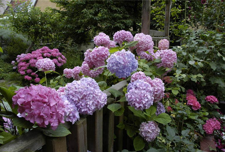 Hydrangea macrophylla, rosa