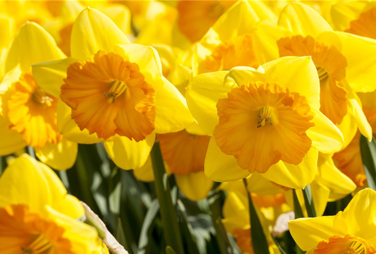 Narcissus in großkronigen Sorten Narcissus in großkronigen Sorten