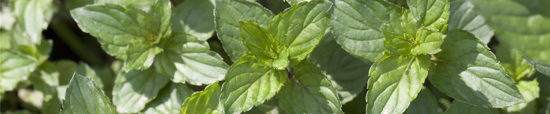 Mentha x piperita Mentha x piperita