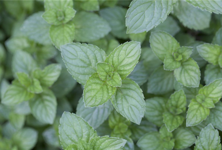Mentha x piperita Mentha x piperita
