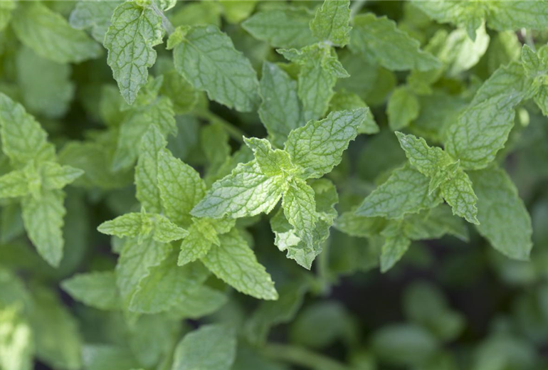 Mentha x piperita Mentha x piperita