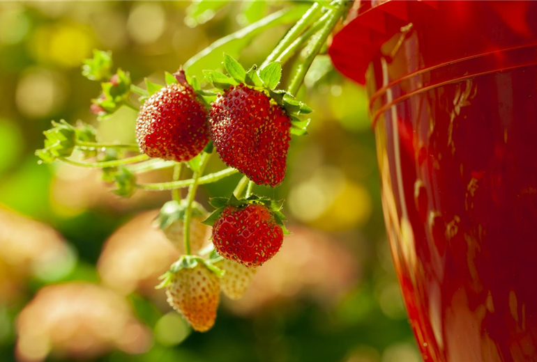 Fragaria vesca Fragaria vesca