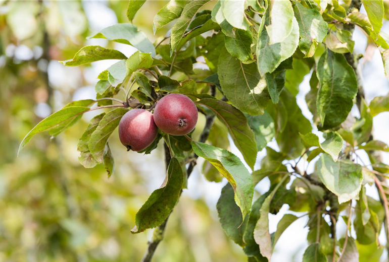 Malus domestica Malus domestica