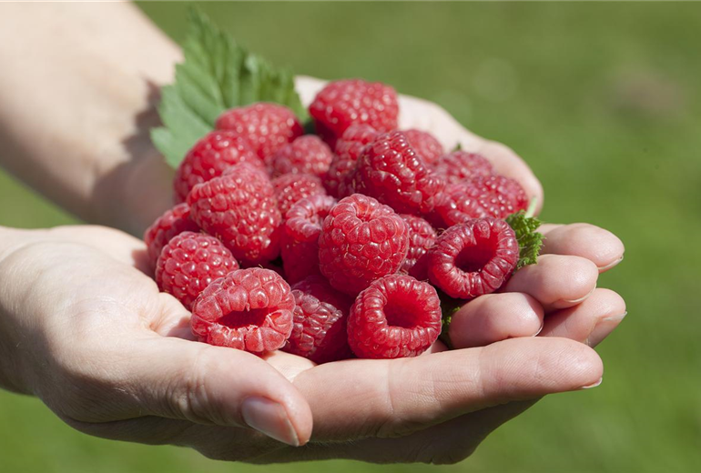 Rubus idaeus Rubus idaeus