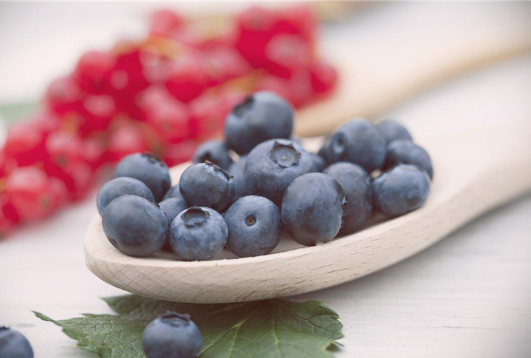 Vaccinium corymbosum Vaccinium corymbosum