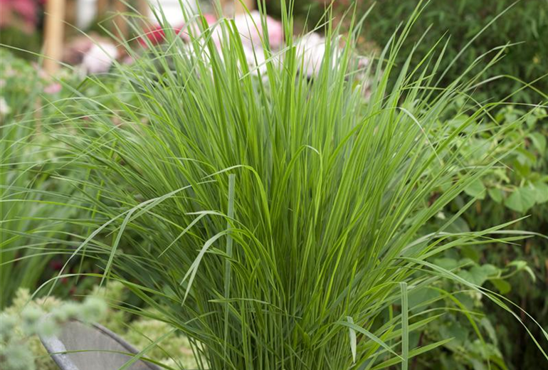 Panicum virgatum Panicum virgatum