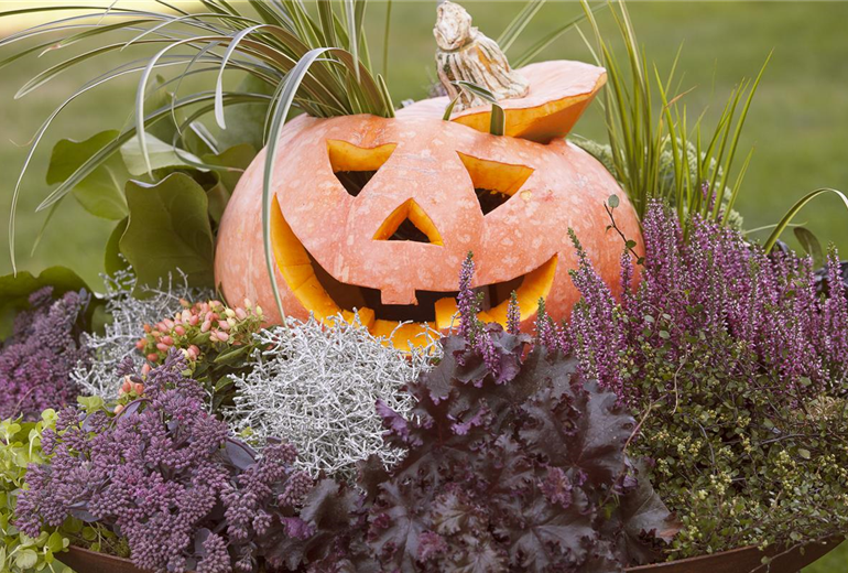 Cucurbita maxima Cucurbita maxima