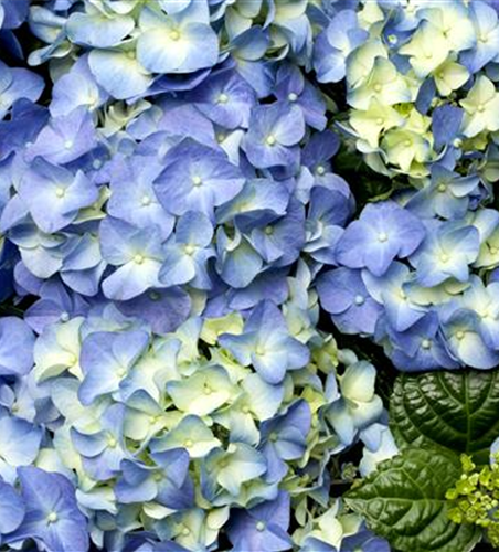 Der schöne Garten-Klassiker – die Hortensie