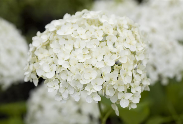 Hydrangea paniculata