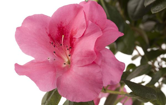 Die Zimmerazalee - Schönheit aus Fernost 