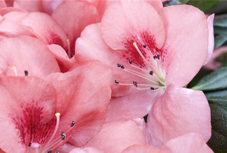 Rhododendron simsii, rosa