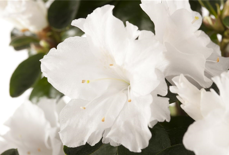 Rhododendron simsii, weiß