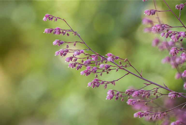 Heuchera x cultorum Heuchera x cultorum