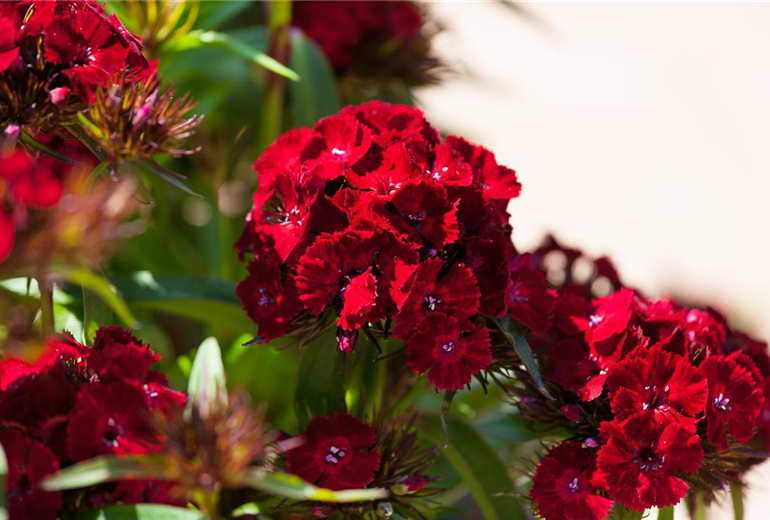 Dianthus barbatus 'Dash'