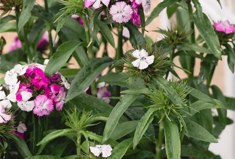 Dianthus barbatus 'Victoria'