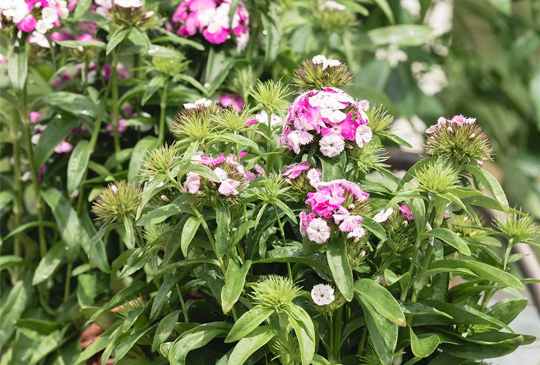 Dianthus barbatus 'Victoria'