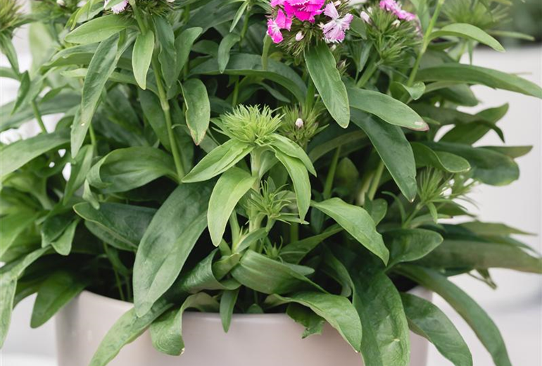 Dianthus barbatus 'Victoria' Dianthus barbatus 'Victoria'