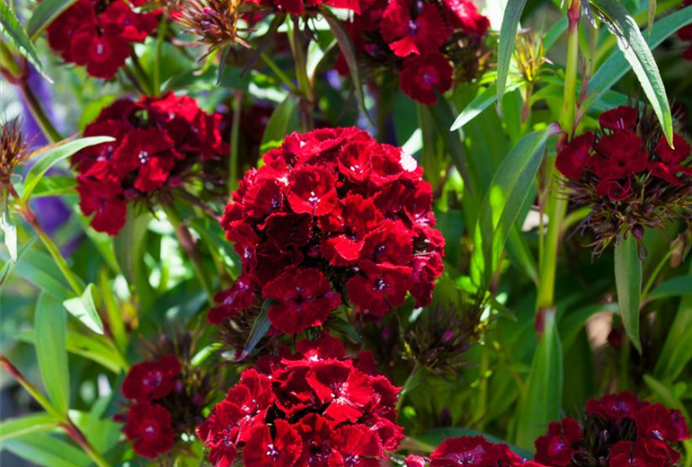 Dianthus barbatus 'Dash' Dianthus barbatus 'Dash'