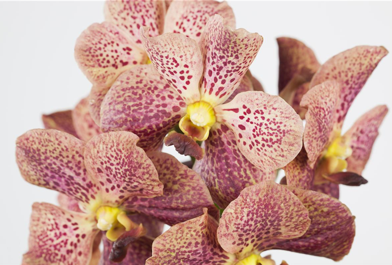 Vanda