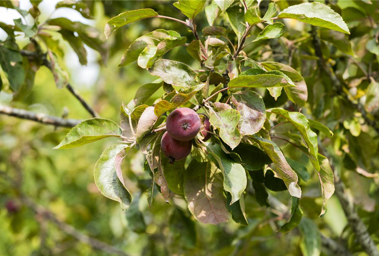 Malus domestica Malus domestica