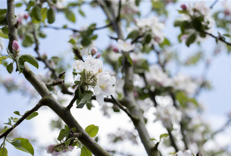Malus domestica 'Rheinischer Bohnapfel' Malus domestica 'Rheinischer Bohnapfel'