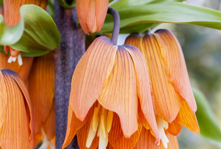 Fritillaria imperialis Fritillaria imperialis