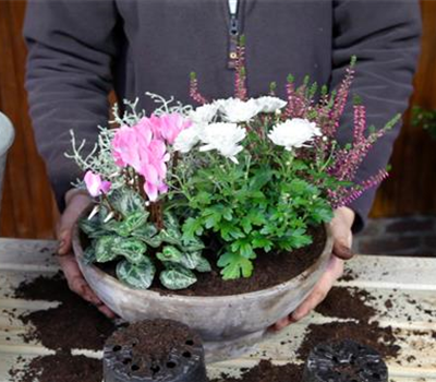 Blumenkübel - Herbstliche Bepflanzung Blumenkübel - Herbstliche Bepflanzung