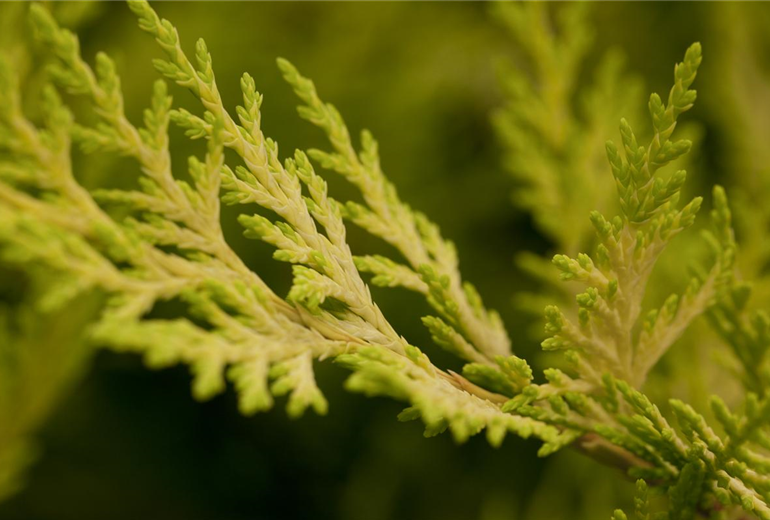 Cupressocyparis leylandii 'Gold Rider'