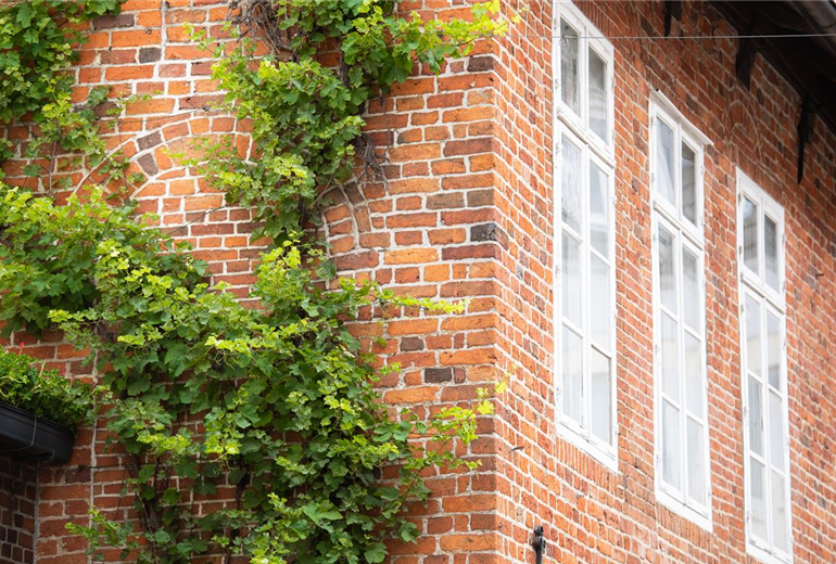 Kletterpflanzen Kletterpflanzen