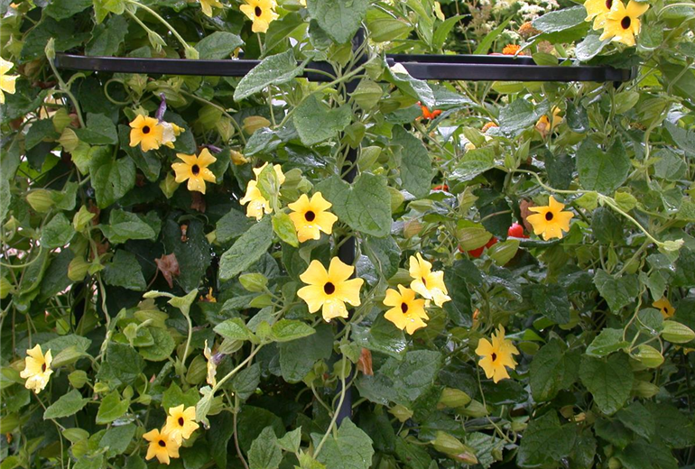 Thunbergia alata Thunbergia alata