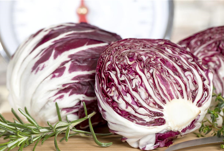 Cichorium intybus var. foliosum Cichorium intybus var. foliosum